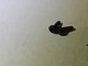 New! Genuine Evinrude Johnson OMC 0125529 125529 Screw (2 FOR $15) NOS OEM OMC32
