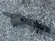 140 hp Evinrude THROTTLE LEVER 0393563 334700 two stroke v4 looper 1985-1989