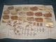 Vtg Ford Mercury Trim Garnish Clips Body Molding