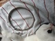 NOS Volvo Penta Marine Hose Clamp - Part No: 853013 853013-1 18-7303 104-138