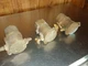 Vintage Brass Groco Fuel Gas Water Separator Filter Housing GF-375 Lot of (3)