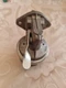Volvo Penta Fuel Pump for MD5, MD6 and MD7, Genuine 21134777